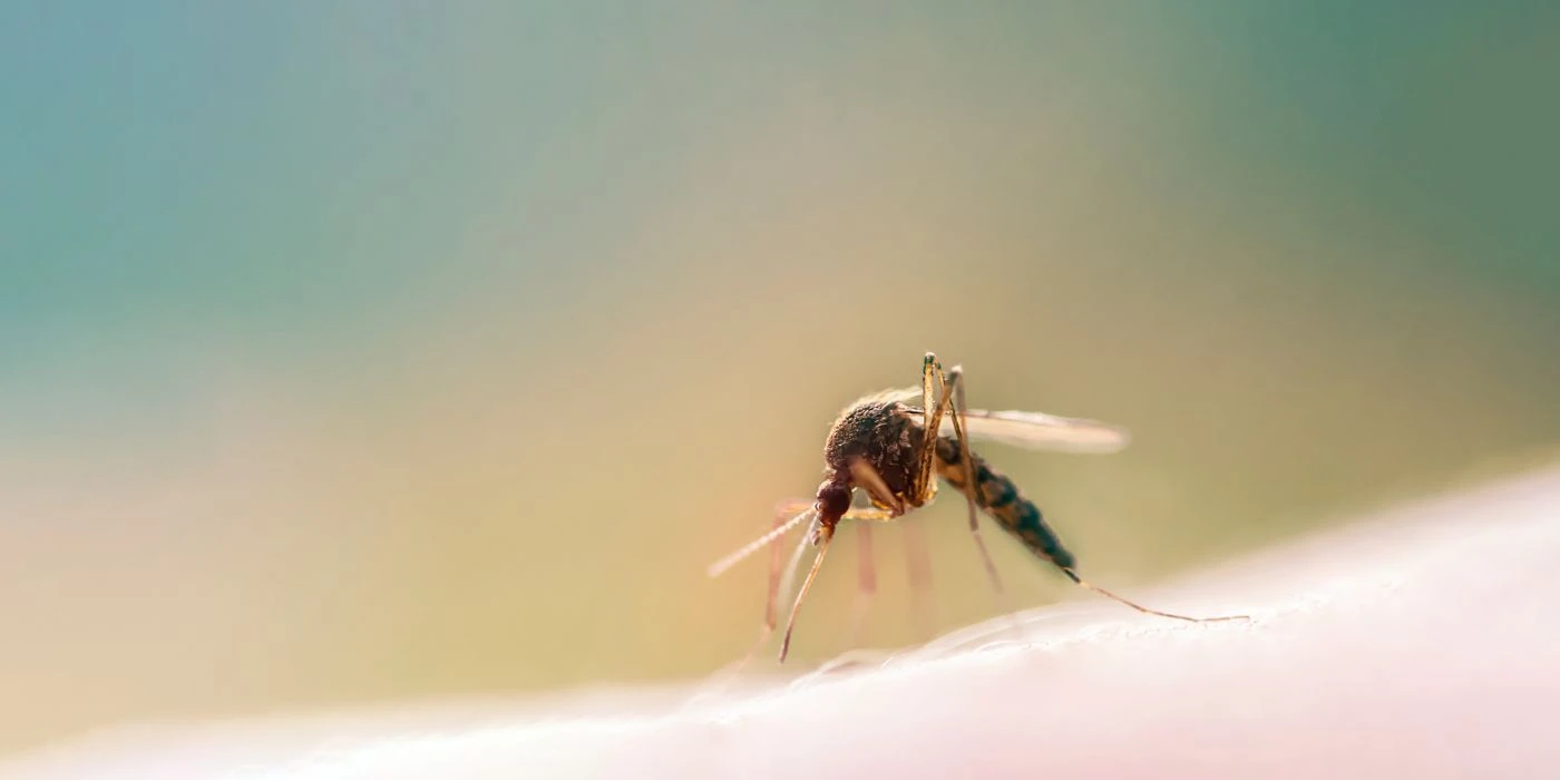 Bästa myggskyddet 2024